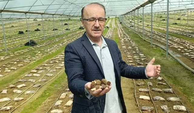 Antalya'da serada yetiştirilen kuzugöbeği mantarı