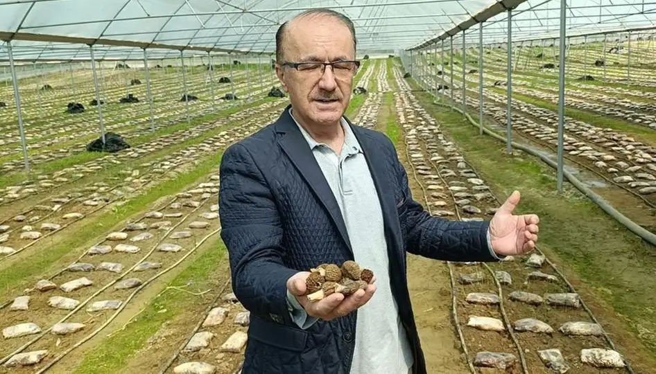 Antalya’da Tarım Devrimi: Kuzugöbeği Mantarı Artık Serada Yetişiyor!