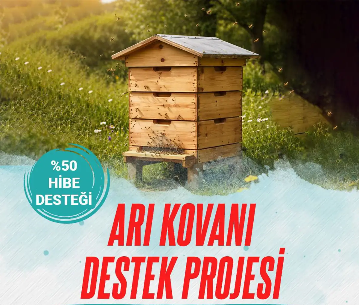 Beypazarı’nda Arıcılara Yüzde 50 Hibeli Kovan Desteği: Üretim Kapasitesi Artacak