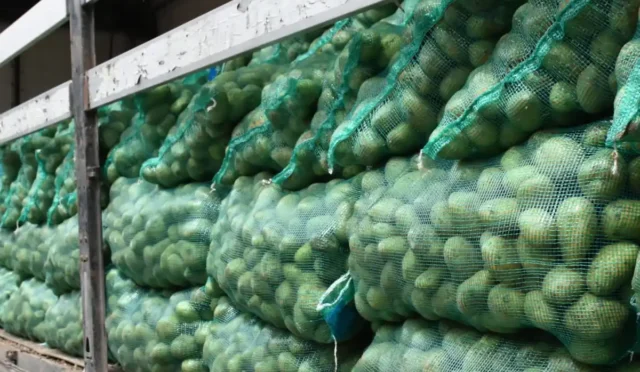 Nallıhan Belediyesi tarafından çiftçilere patates tohumu dağıtımı töreni