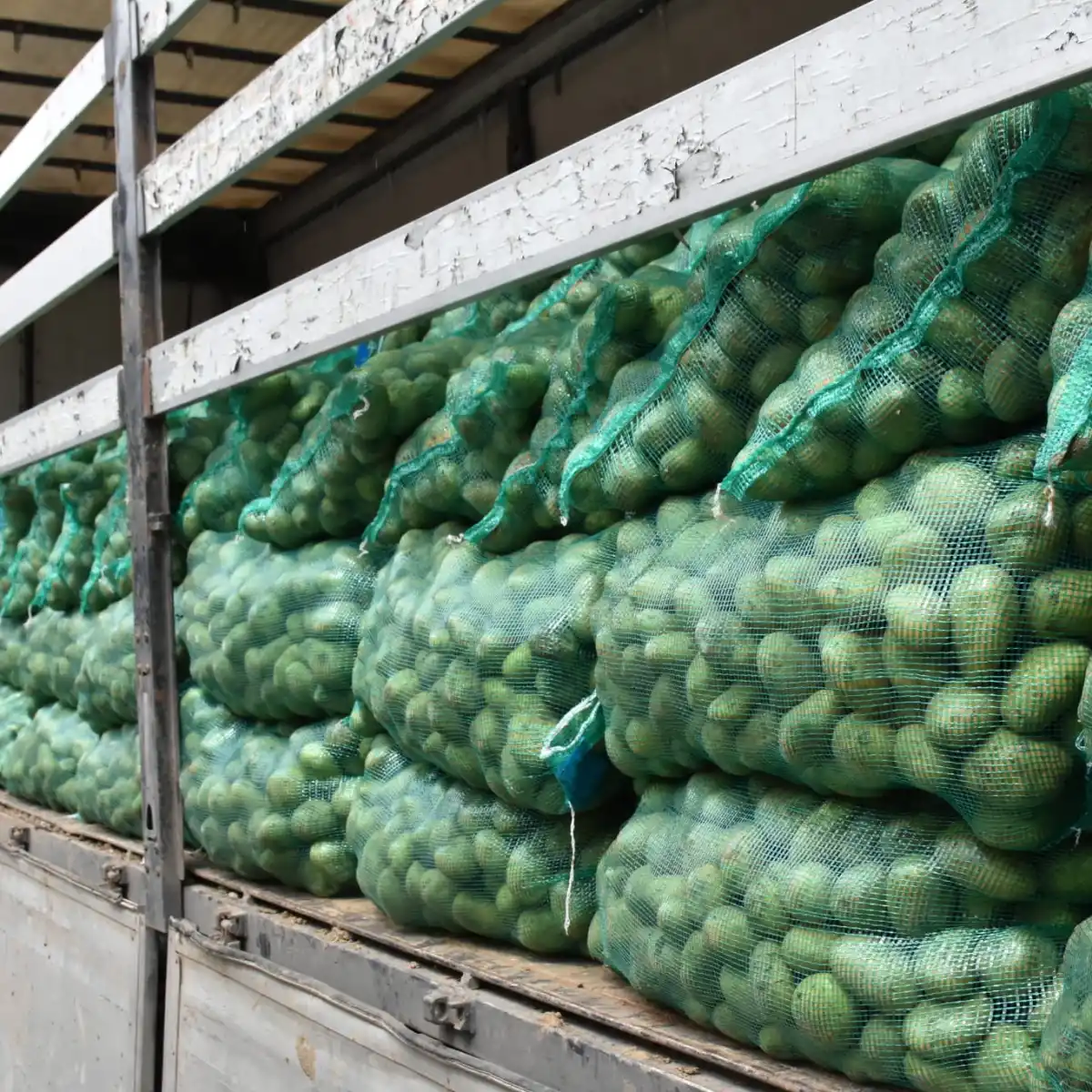 Nallıhan Belediyesi Üreticiye Can Suyu: Yüksek Verimli Patates Tohumları Çiftçilerle Buluştu