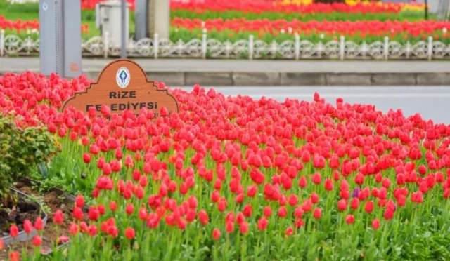 Rize'de toprakla buluşan binlerce rengarenk lale çiçeği