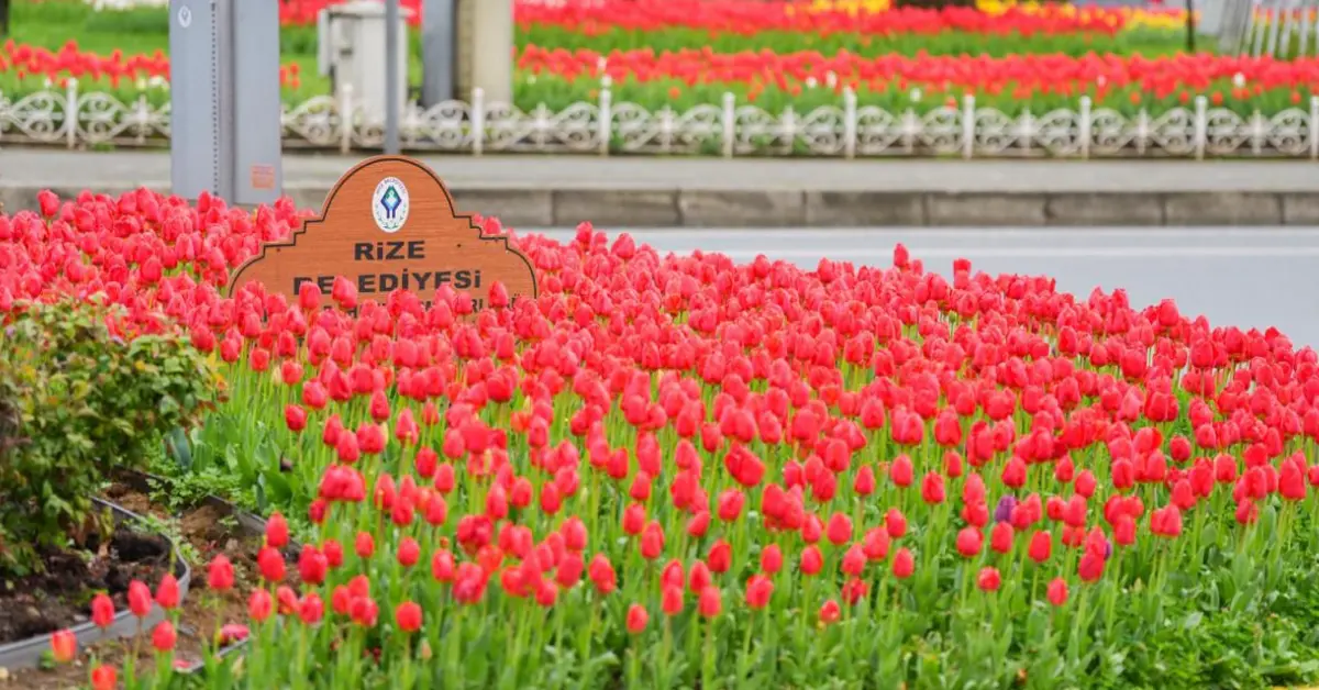 Rize Bahara Hazır: 60 Bin Lale Şehri Renklendirdi