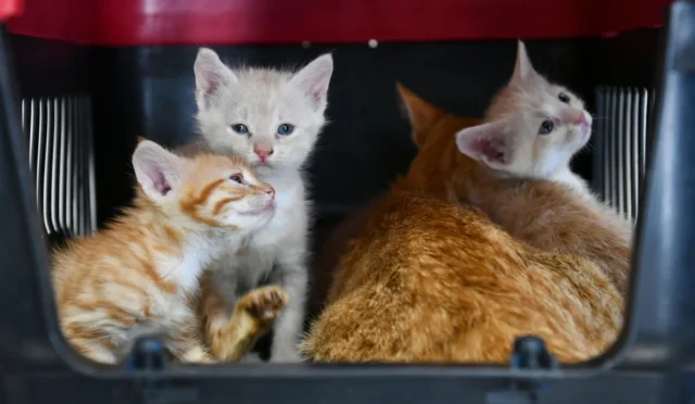 Ankara Büyükşehir Belediyesi'nin sokak hayvanlarına yönelik hizmetlerini gösteren görsel