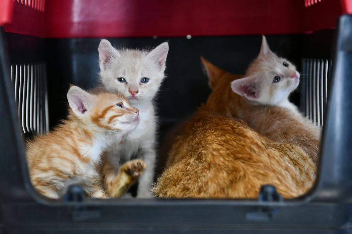 Ankara’da Hayvan Dostu Belediyecilik: 8 Milyon Sokak Hayvanına Veterinerlik Hizmeti