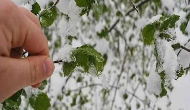 Giresun'da fındık bahçelerinde zirai don tehlikesi uyarısı