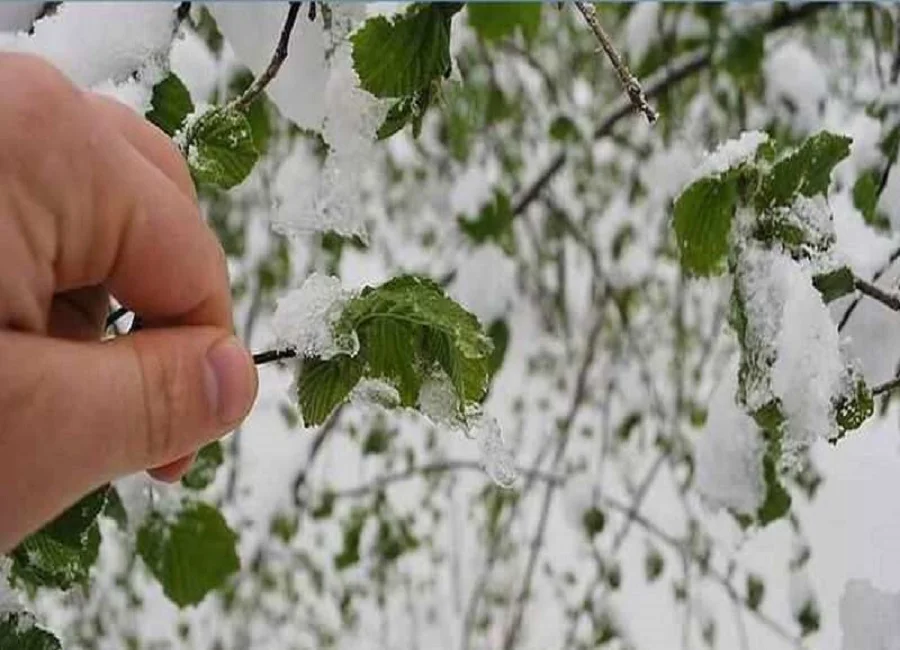 Giresun’da Fındık Üreticileri Dikkat! Zirai Don Tehlikesi Kapıda
