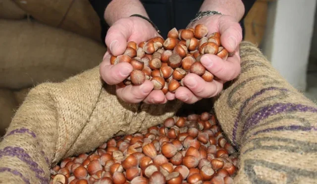 Fındık piyasasında 7 ayda 261 bin tonun üzerinde işlem gerçekleştiği bilgisi