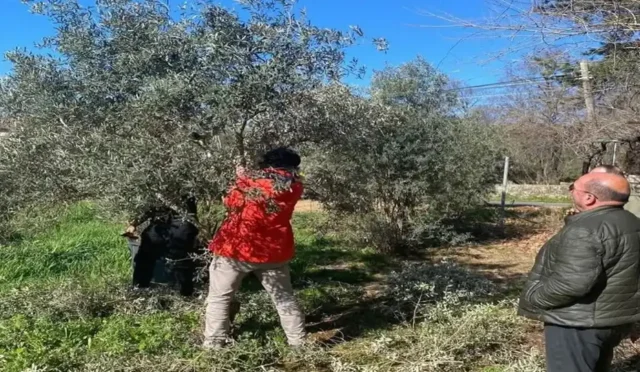 Antalya'da yoğun yağışlar sonrası zeytin ağaçlarında halkalı leke hastalığı riski