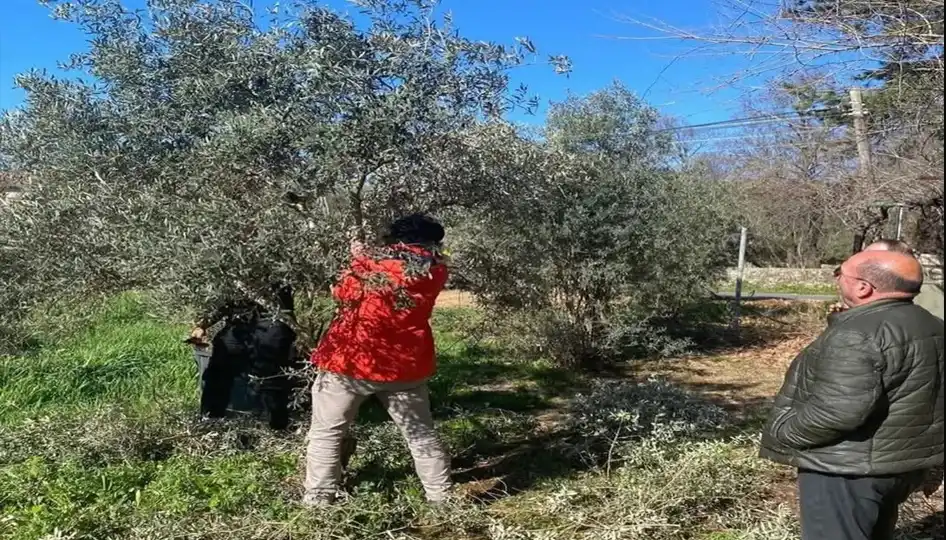 Antalya’da Yoğun Yağışlar Zeytin Üreticilerini Vurdu: Halkalı Leke Hastalığı Tehdidi Kapıda