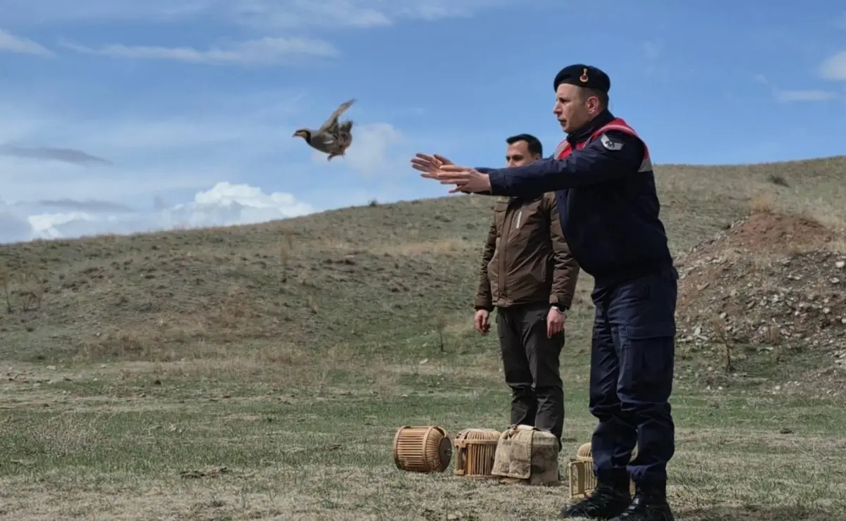 Kars’ta Kaçak Avcılığa Büyük Darbe: 51 Keklik Doğaya Salındı, Cezalar Kesildi