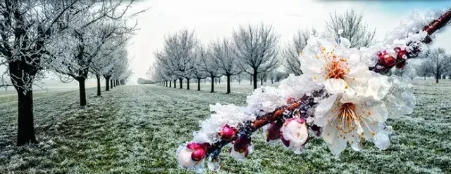 Malatya'da kayısı üreticilerine yönelik don uyarısı ve korunma yöntemleri