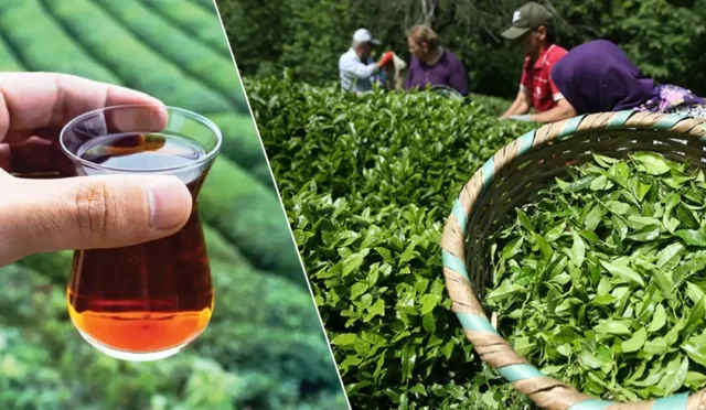 Türk çayının ihracatında görülen rekor artışı ve elde edilen döviz geliri