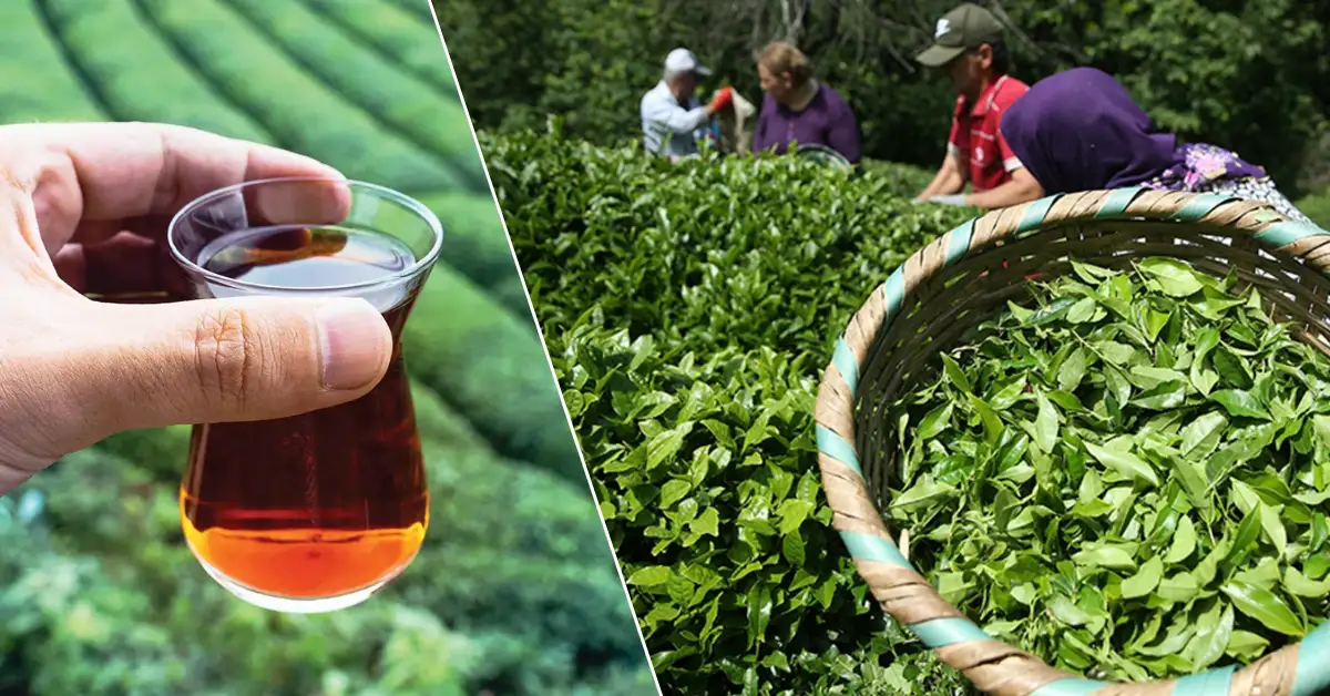 Türk Çay İhracatında Tarihi Rekor: İlk 3 Ayda Gelir Yüzde 38 Arttı