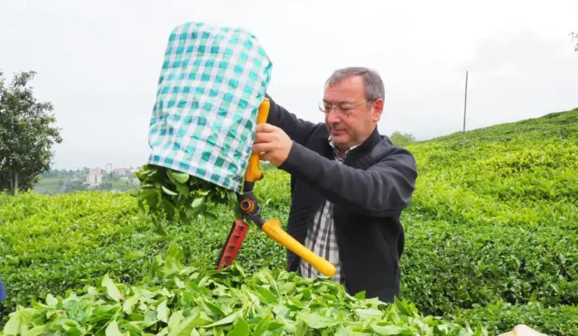 Çaykur Genel Müdürü Yusuf Ziya Alim, işçi kadro beklentileri ve çay sektörü üzerine açıklamalarda bulunuyor.