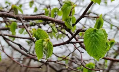 Fındık bahçesinde zirai don tehlikesini gösteren uyarıcı görsel
