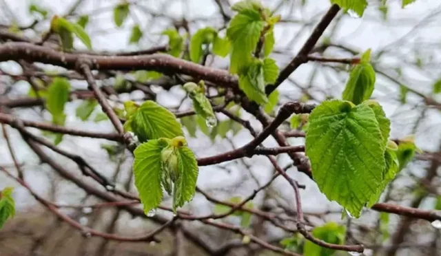 Fındık bahçesinde zirai don tehlikesini gösteren uyarıcı görsel