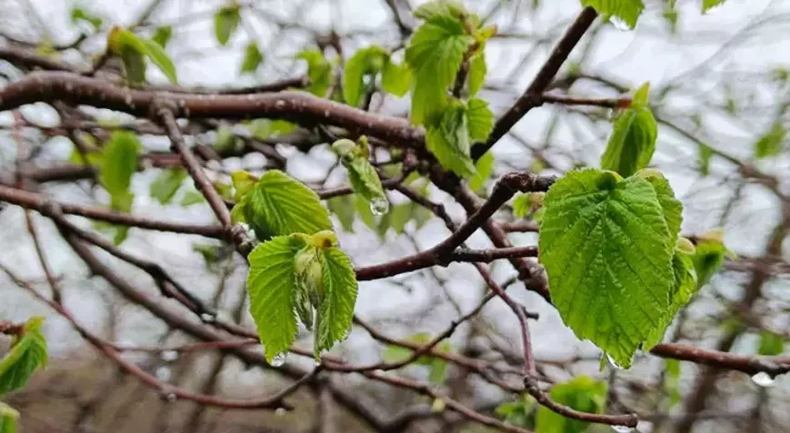 Fındık Üreticileri Dikkat! Zirai Don Tehlikesi Kapıda, Alınması Gereken Önlemler Açıklandı