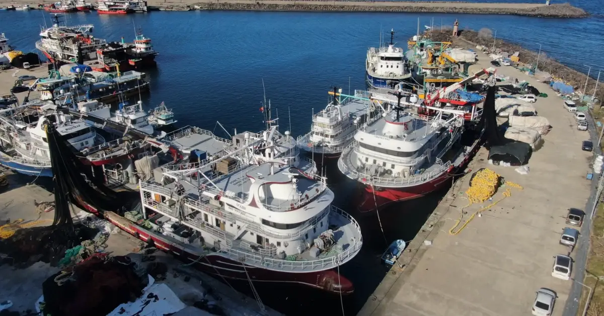Karadeniz’de Balıkçılık Sezonu Hüsranla Kapandı: Beklentiler Karşılanmadı, Tekne Bakımları Başladı