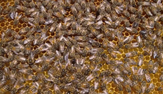 Malatya'da arı sütü üretiminde kaliteyi artıran bilimsel çalışmalar ve markalaşma potansiyeli