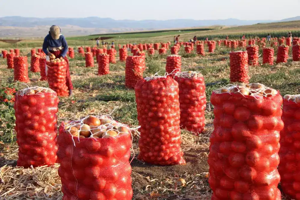 Amasya Soğanı Avrupa’yı Fethetti: Hem Ucuz Hem İhracat Gözdesi
