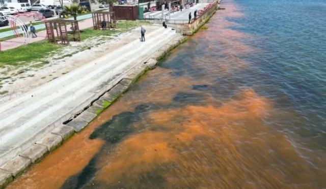 Tekirdağ sahilinde alg patlaması nedeniyle turuncu ve kahverengi renklere bürünen deniz