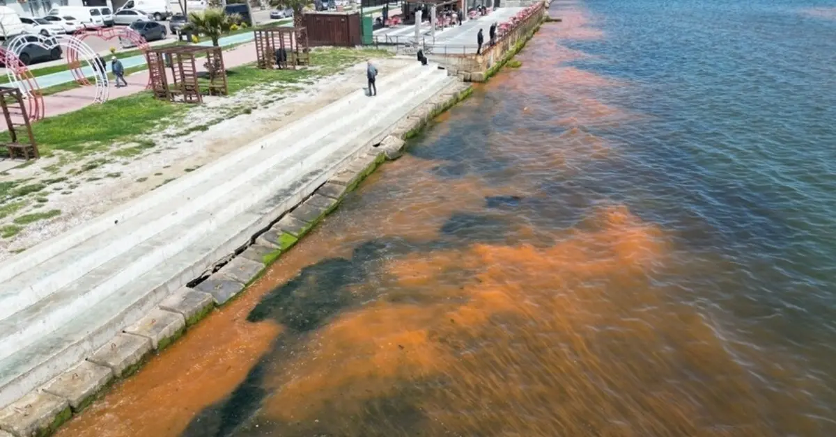 Tekirdağ Sahillerinde Turuncu Alarm: Alg Patlaması Denizde Renk Cümbüşü Yarattı