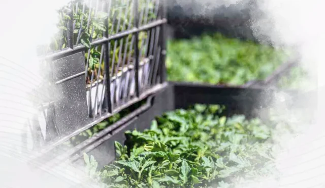 Ankara Büyükşehir Belediyesi hibeli sebze fidesi dağıtımı için başvurular başladı