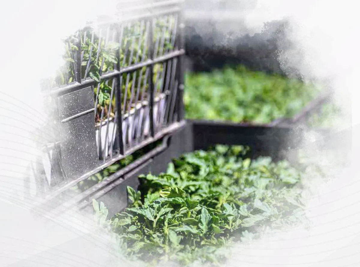 Ankara’da Hibeli Sebze Fideleri Dağıtılıyor: Başvurular Başladı!