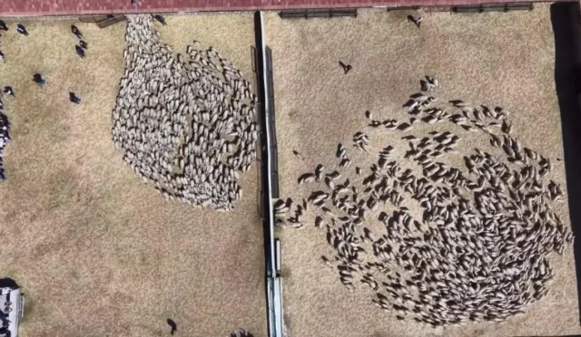 Amasya Gökhöyük Tarım İşletmesi'nde anneleriyle buluşan süt kuzuları