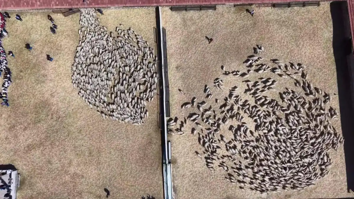 Amasya’da Baharın Müjdecisi Minik Kuzular, Anneleriyle Duygusal Buluşma Yaşadı