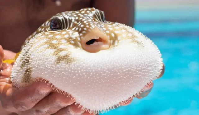 Denizlerdeki balon balığı istilasına karşı mücadele kapsamında avlanan balon balıkları ve uygulanan destekleme programını gösteren görsel.