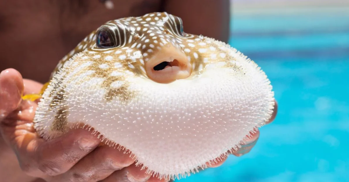 Balon Balığı İstilasına Karşı Savaş: 50 Milyon Yeni Birey Engellendi, Avcılara Cömert Teşvikler