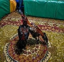 Kars'ta horoz dövüşü ve kumar operasyonu sonrası uygulanan cezalarla ilgili haber görseli