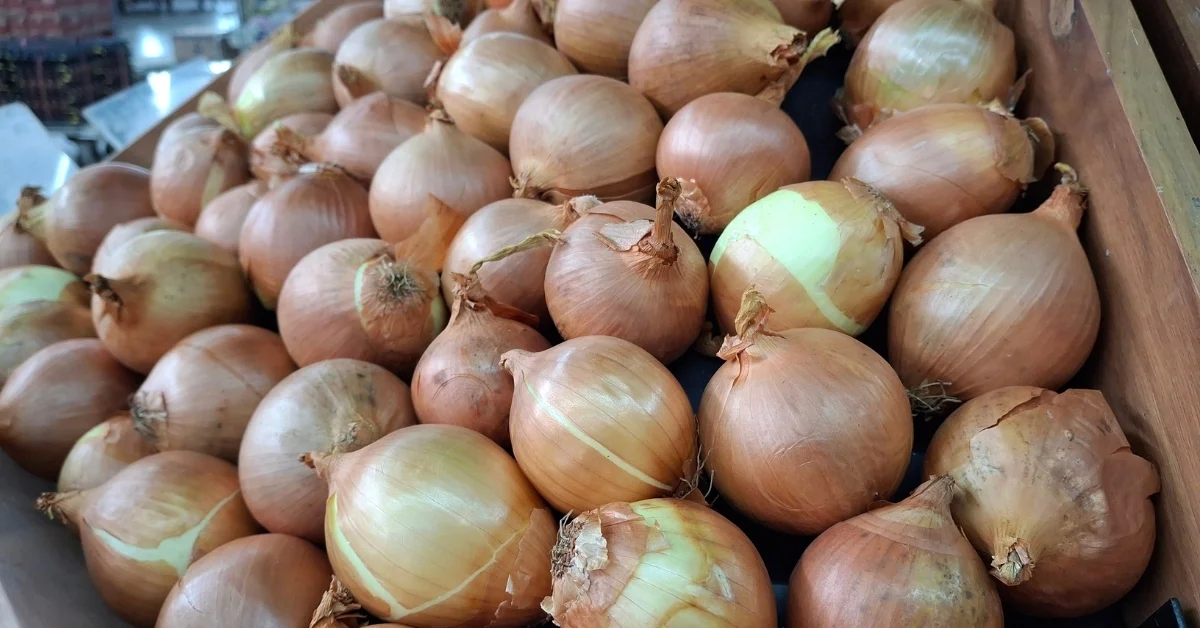 Türk Kuru Soğanı İhracatında Rekor Artış: 2026’nın İlk Çeyreğinde 57 Bin Ton Aşıldı