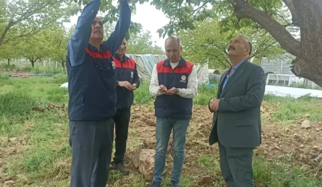 Malatya'da dolu yağışı sonrası tarım arazilerinde oluşan hasarı gösteren ekiplerin çalışmaları