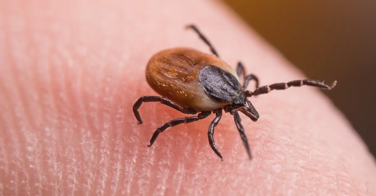 Tokat’ta Kene Paniği: KKKA Şüphesiyle 21 Yaşındaki Genç Hayatını Kaybetti