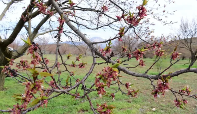 Malatya'da dolu yağışı sonrası zarar gören kayısı bahçeleri