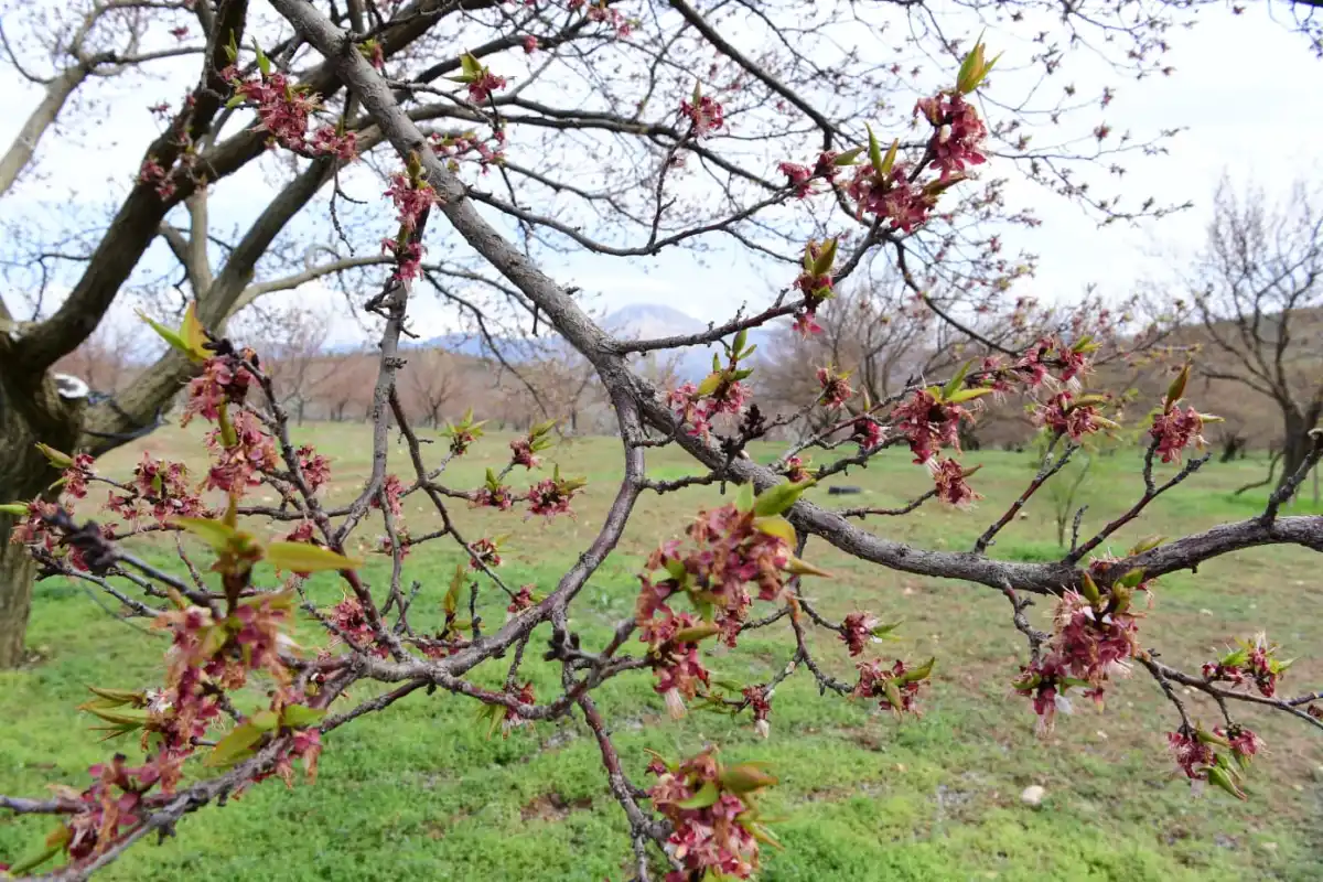 Malatya’da Şiddetli Dolu: 7 İlçede 20 Bin Dekar Kayısı Alanı Zarar Gördü