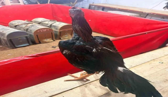 Alanya'da horoz dövüşü operasyonunda jandarma ekipleri ve el konulan horozlar