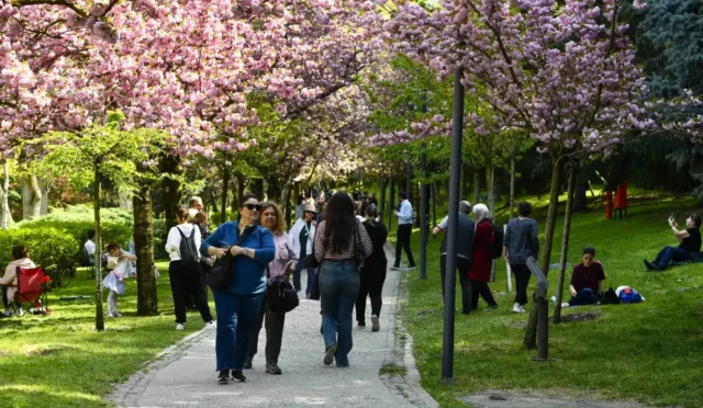 Ankara'da Dikmen Vadisi'nde pembe ve beyaz çiçekleriyle açmış sakura ağaçları