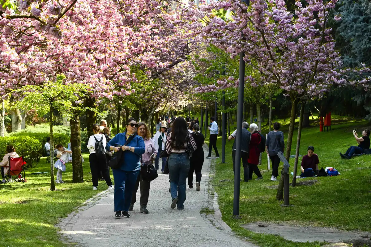 Ankara’da Sakura Ağaçları Görsel Şölen Sunuyor: Baharın Gelişi Pembe ve Beyaz Tonlarla Kutlanıyor