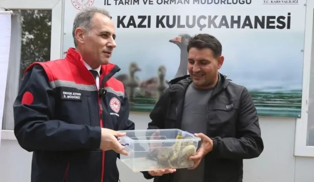 Kars'ta 'Duman' ırkı kaz yavruları kuluçkadan çıktı, yerli genetik korunuyor.