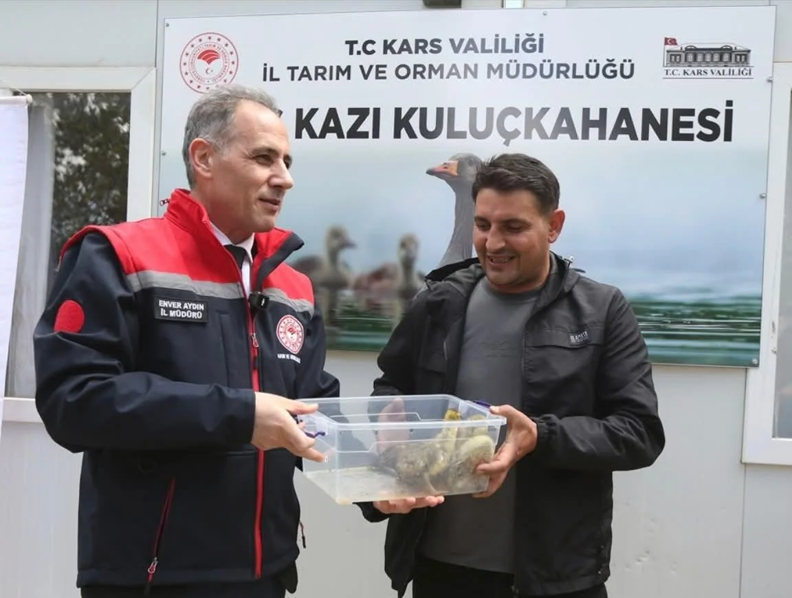 Kars’ta Yerli ‘Duman’ Irkı Kaz Palazları Kuluçkadan Çıktı: Genetik Miras Korunuyor, Kırsal Kalkınma Destekleniyor