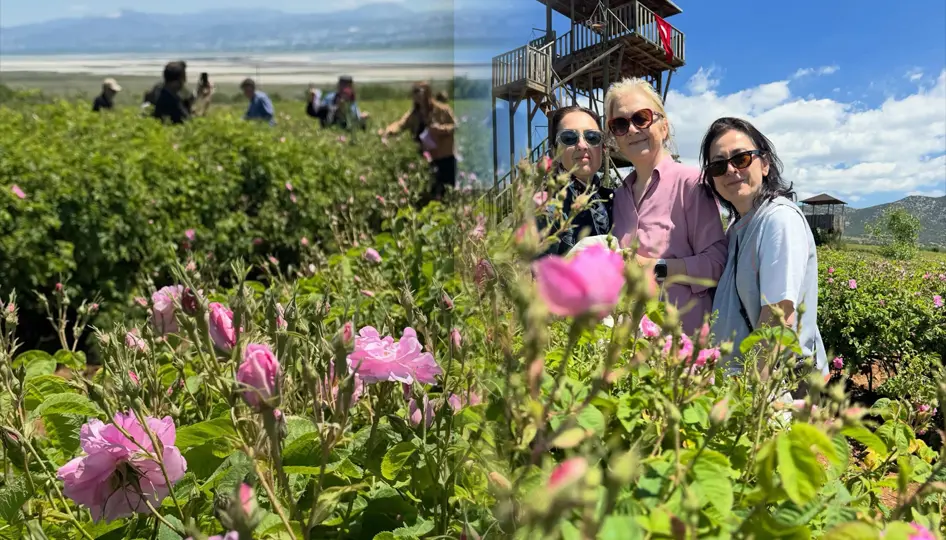 Isparta’da Gül Sezonu Ardıçlı Köyü’nde Açtı: Pembe Tarlalar Ziyaretçi Akınına Uğradı