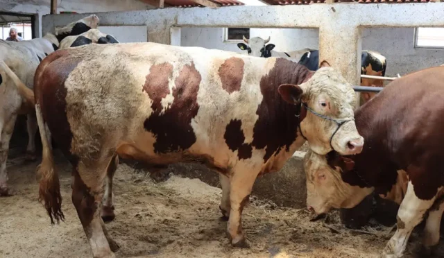 Et ve Süt Kurumu'nun satılamayan kurbanlıkları alacağına dair haber görseli
