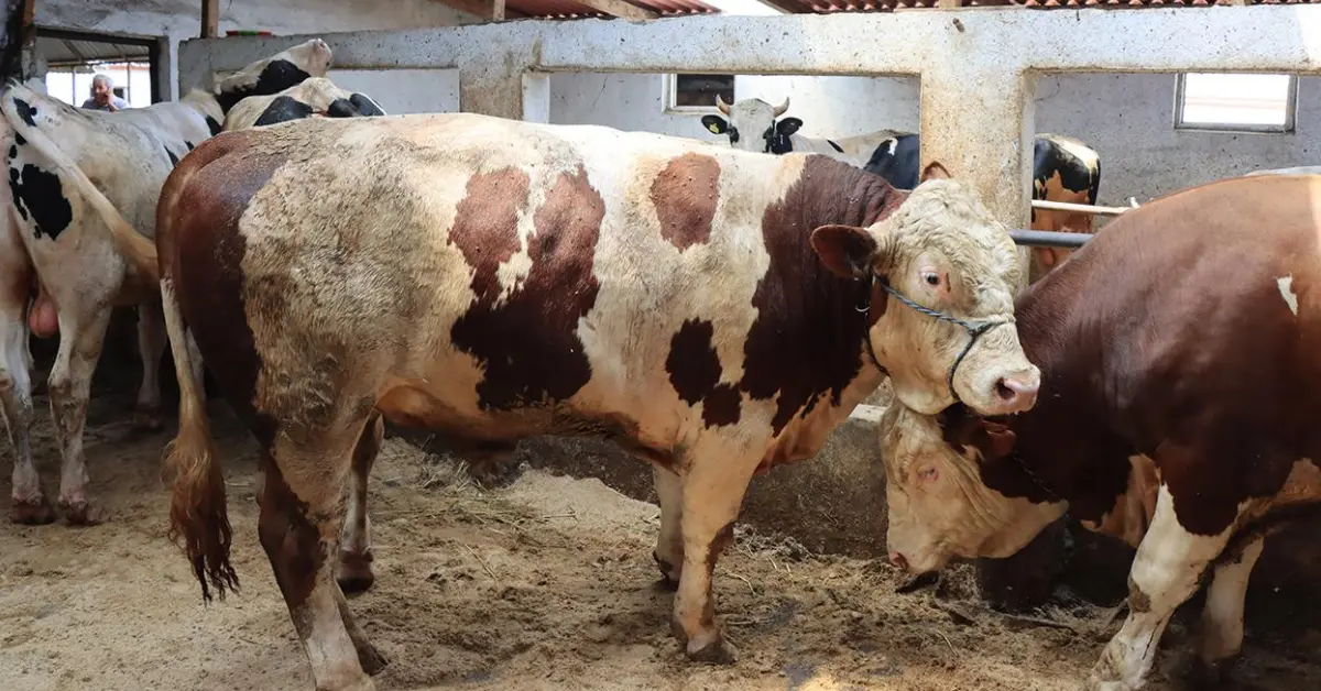 Satılamayan Kurbanlıklar Et ve Süt Kurumu Tarafından Alınacak: Üreticilerin Mağduriyeti Önleniyor