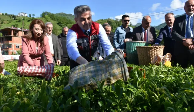Artvin'de geleneksel çay hasadının başladığını gösteren çay tarlası görüntüsü