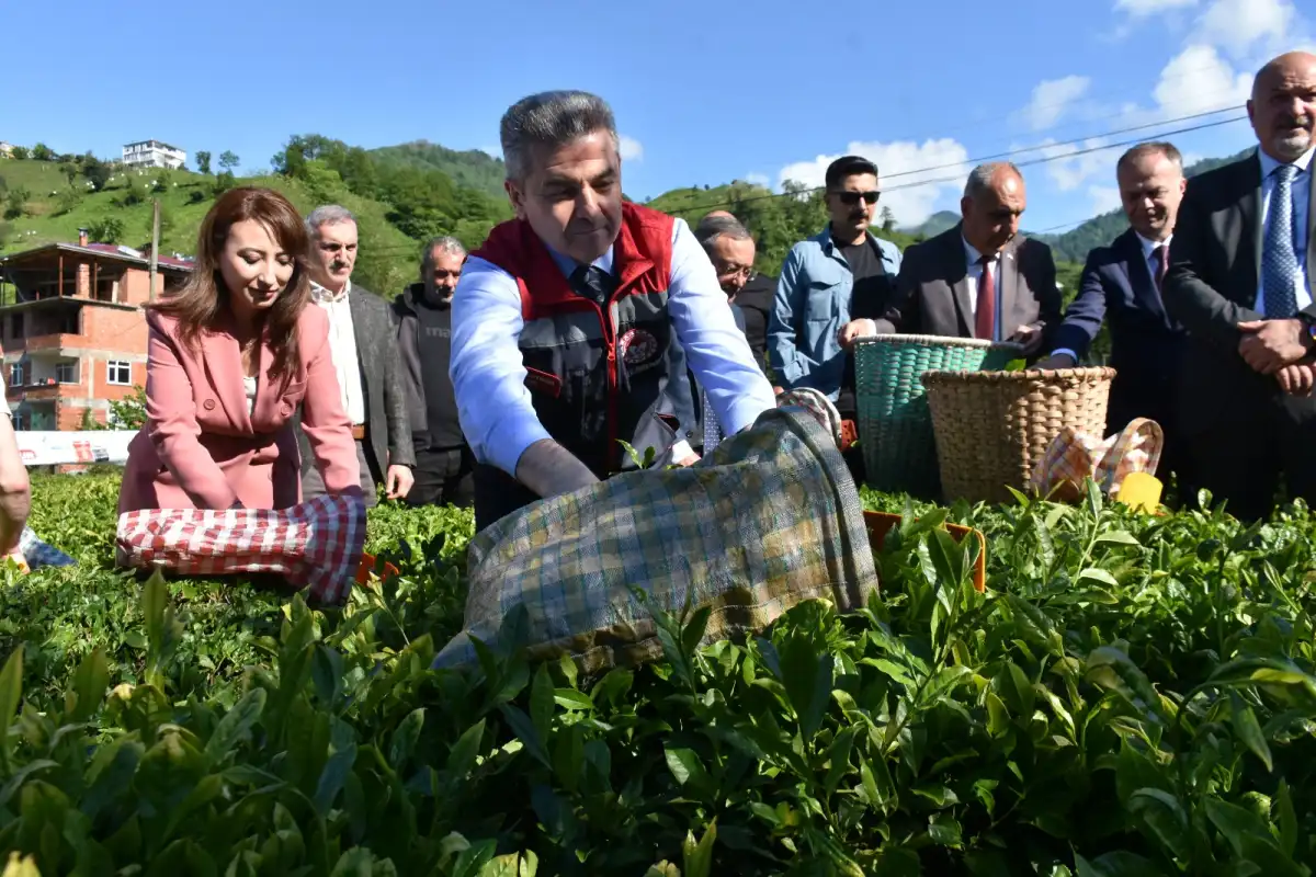 Artvin’de Geleneksel Çay Hasadı Başladı: Üretim ve Tüketim Rekorları Kırılıyor