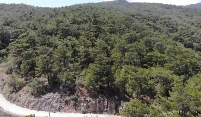 Kahramanmaraş'ta ormanlara girişler yangın tedbiri kapsamında 31 Ekim'e kadar yasaklandı